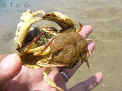 軟甲綱(エビ綱) ソデカラッパ