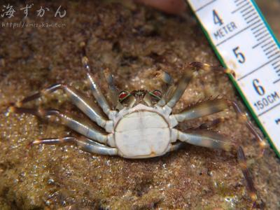 軟甲綱（エビ綱） トゲアシガニ 