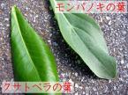 クサトベラとモンパノキの葉