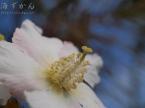 サキシマフヨウの花