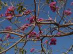 タベブイア インペティギノーサの花