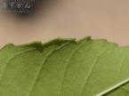 タベブイア インペティギノーサの葉