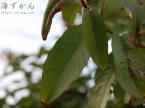 オオバナサルスベリの葉