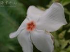 オキナワキョウチクトウの花
