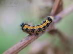 タイワンキドクガの幼虫