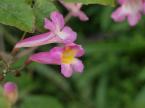 タベブイア ヘテロフィラの花