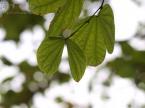 オオバナソシンカの葉