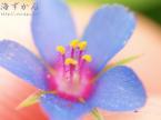 ルリハコベの花（青色）