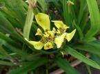 Neomarica longifoliaの花