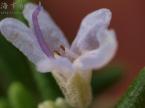 マンネンロウ（ローズマリー）の花