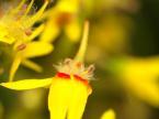 タイワンモクゲンジの花