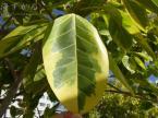 ベンガルボダイジュの斑入りの葉、フイリベンガルボダイジュ