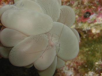 ミズタマサンゴ 海ずかん