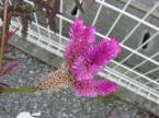 ノゲイトウの花