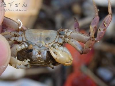 ヤエヤマヒメオカガニ-海ずかん-