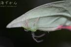 ホシズナワカバグモ