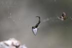 シロカネイソウロウグモのメス