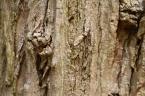 ハリエンジュ（ニセアカシア）の樹皮
