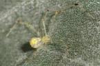 アシナガヒメグモ