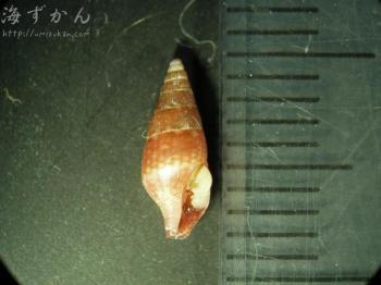 マキガイで作った船