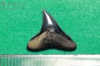 メジロザメ属の歯の化石