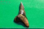 カマヒレザメの歯の化石