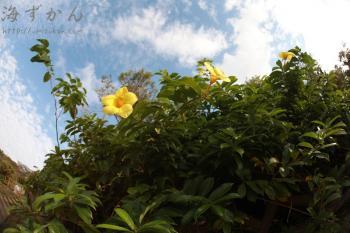 オオバナアリアケカズラ 海ずかん